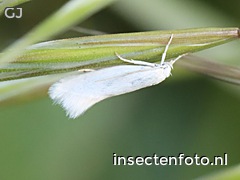 witte grasmineermot (2468*1851)<br>(elachista argentella)